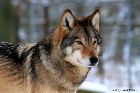 timber wolf 4 letters|Timber wolf .